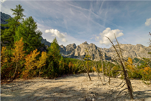 Trockener, steiniger Flusslauf mit einem schräg stehenden toten Baumstamm im Vordergrund, dahinter herbstlich gelb und grün gefärbte Laub- und Nadelbäume, im Hintergrund schroffe Berggipfel unter einem hellblauen